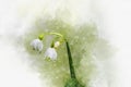 Watercolor paintng of a spring snowflake flower, Leucojum vernum. Botanical illustration