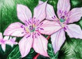 Watercolor pair couple pink clematis flowers nature