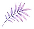 Watercolor palm leaf. Exotic purple plant isolated on white. Transparent jungle tree leaves. Realistic botanical