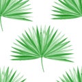 Watercolor palm leaf green vector Royalty Free Stock Photo