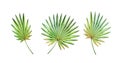 Watercolor palm leaves set. Exotic round fan leaves isolated on white. Jungle green plants collection. Realistic