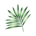 Watercolor palm tree leaf. Exotic green plant isolated on white. Shiny jungle tree leaves. Realistic botanical