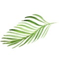 Watercolor palm tree leaf. Green frond illustration isolated on white background. Royalty Free Stock Photo