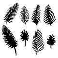 Watercolor palm tree leaves set. Black and white fronds collection. Vector illustration isolated on white background. Royalty Free Stock Photo