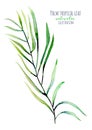 Watercolor palm tropical green branch illustration
