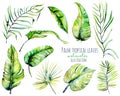 Watercolor palm tropical green leaves and branches illustrations Royalty Free Stock Photo