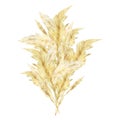 Watercolor pampas graas bouquet. Wild floral for design boho and modern style . Panicle Cortaderia selloana South America