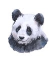 Watercolor panda animal