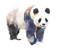 Watercolor panda bear animal illustration isolated on white