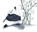 Watercolor panda eating bamboo hand drawn illustration isolated on white background.Traditional oriental. asia art style Royalty Free Stock Photo