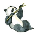 Watercolor panda is holding the bamboo branch