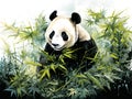 Watercolor panda illustration on white background. Panda bear in a bamboo forest aquarelle illustrations for printed production of