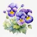 Watercolor Pansies Clipart: Delicate Shading, Realism, High Resolution Royalty Free Stock Photo