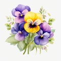 Watercolor Pansy Clipart: Colorful Flora On White Background Royalty Free Stock Photo