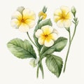 Watercolor Pansies Illustration: Yellow Flowers With Leaves