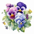 Watercolor Pansies And Leaves Painting On White Background