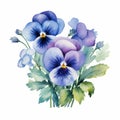 Watercolor Pansy Arrangement Clipart In Periwinkle Blue Hues Royalty Free Stock Photo