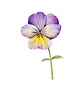 Watercolor pansy flower. Purple garden viola with leaves in blossom. Hand painted floral design element. Botanical