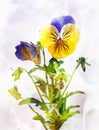 Watercolor pansy flower (Viola tricolor) Royalty Free Stock Photo