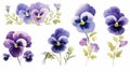 Watercolor Pansy Flowers Bouquet Collection with Viola Spring Floral Set and Butterfly Illustration on White Background AI Royalty Free Stock Photo