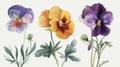 Watercolor pansy flowers set. Hand painted vector illustration isolated on white background. Generative AI Royalty Free Stock Photo