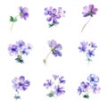 Watercolor pansy flowers set isolated on white background. Hand drawn illustration. Royalty Free Stock Photo