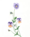 Watercolor pansy flowers Royalty Free Stock Photo