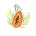 Watercolor papaya. hand drawn illustration