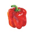 Watercolor paprika pepper