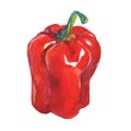 Watercolor paprika pepper