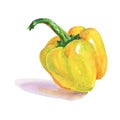 Watercolor paprika pepper