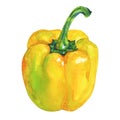 Watercolor paprika pepper