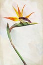 Watercolor paradise bird flower (Strelitzia) Royalty Free Stock Photo