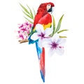 Watercolor parrot