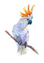 Watercolor parrot bird animal illustration isolated on white background Royalty Free Stock Photo