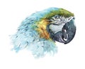 Watercolor parrot bird animal Royalty Free Stock Photo