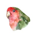 Watercolor Parrot cockatiel isolated