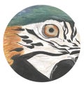 Watercolor parrot eye illustration