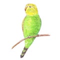 Watercolor parrot isolated on white background tropical bird green yellow tropics