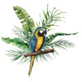 Watercolor parrot with tropical leaves. Hand painted parrot with monstera, banana and palm greenery branch isolated on