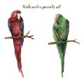 Watercolor parrots. Hand painted red-and-green macaw and red-winged parrot isolated on white background. Nature