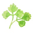 Watercolor parsley