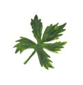 Watercolor parsley leaf. Composition on a white background,