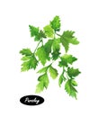 Watercolor parsley on white background