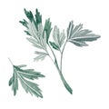 Watercolor parsley on a white background