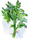 Watercolor parsley greenery