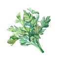 Watercolor Parsley on white