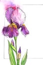 Watercolor part of floral frame for text with tender iris on left side. White background with thin black frame. Elegant Royalty Free Stock Photo
