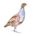 Watercolor partridge bird animal