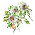 Watercolor Passiflora greeting card, flowers, leaves. Vintage floral